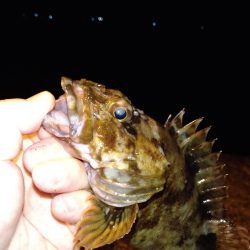 ガシラに救われた